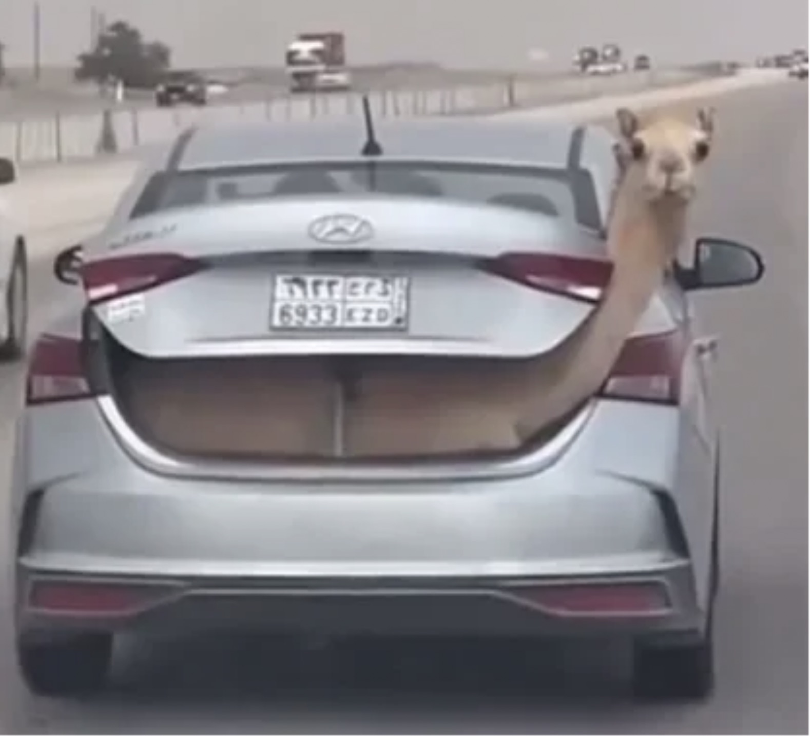 camel in car trunk